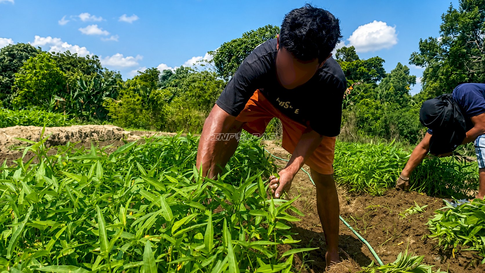 Lapas Tanjungpandan Panen 20 Kilogram Kangkung dari SAE