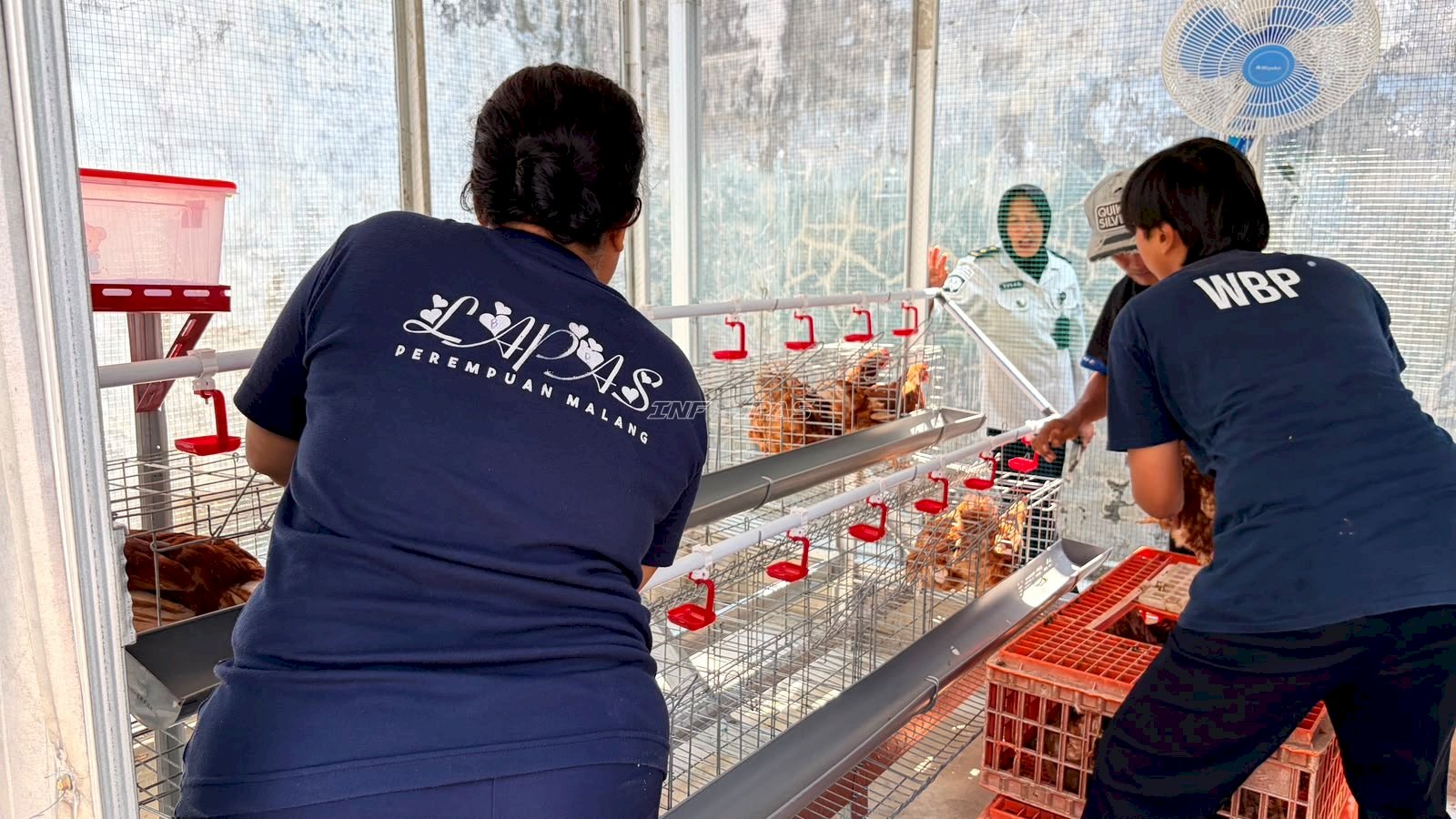 50 Ayam Petelur Perkuat Program Ketahanan Pangan Lapas Perempuan Malang