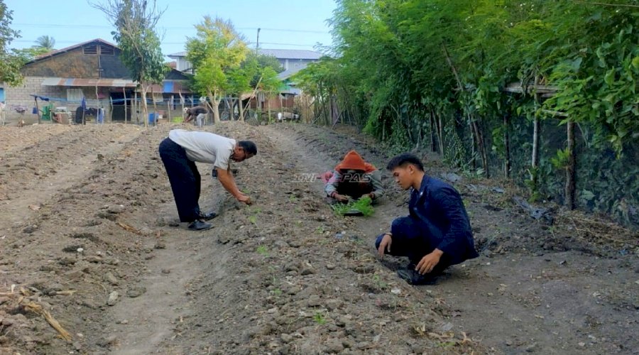 Perkuat Kemandirian Pangan, Lapas Wahai Tambah Bibit Tomat di Lahan Produktif