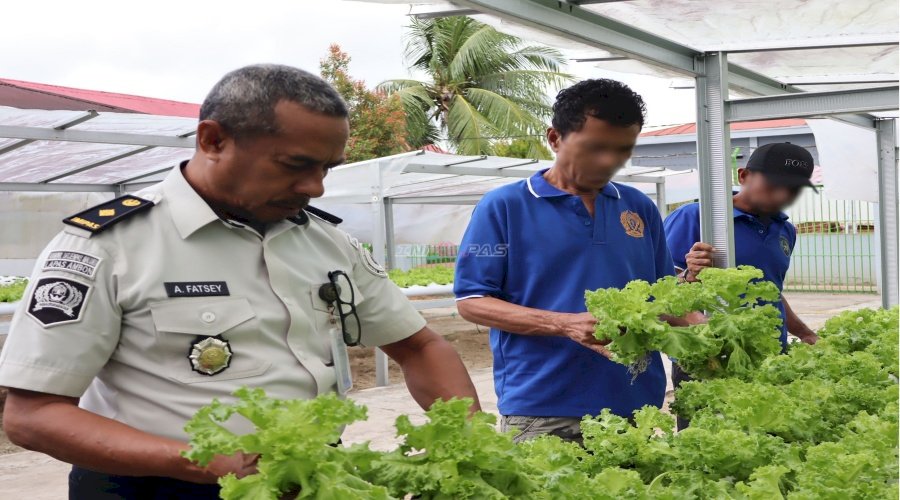Lapas Ambon Panen Selada, Wujud Nyata Dukung Kemandirian Pangan