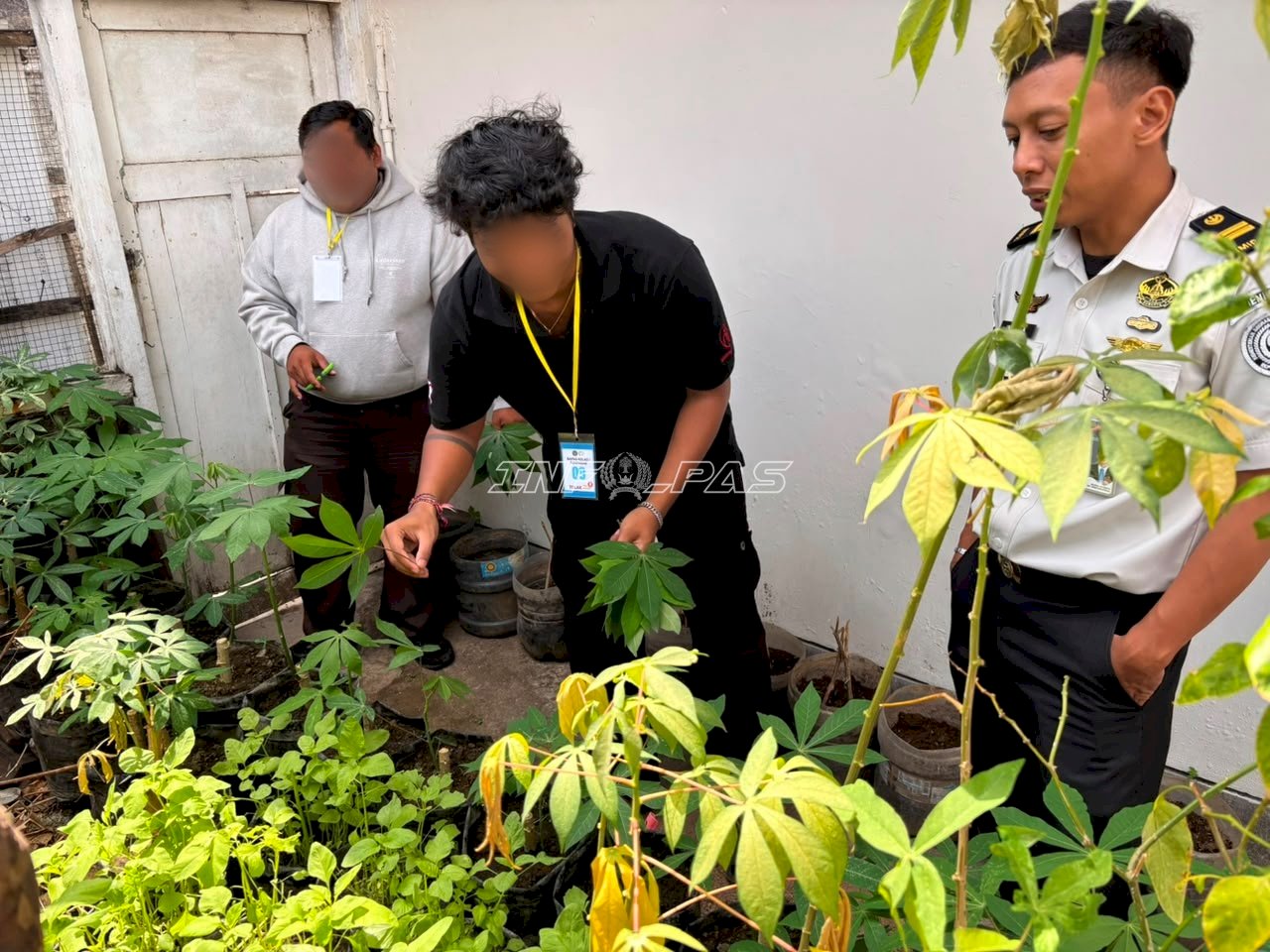 Ketahanan Pangan Berkelanjutan, Bapas Denpasar Panen Hasil Budidaya bersama Klien