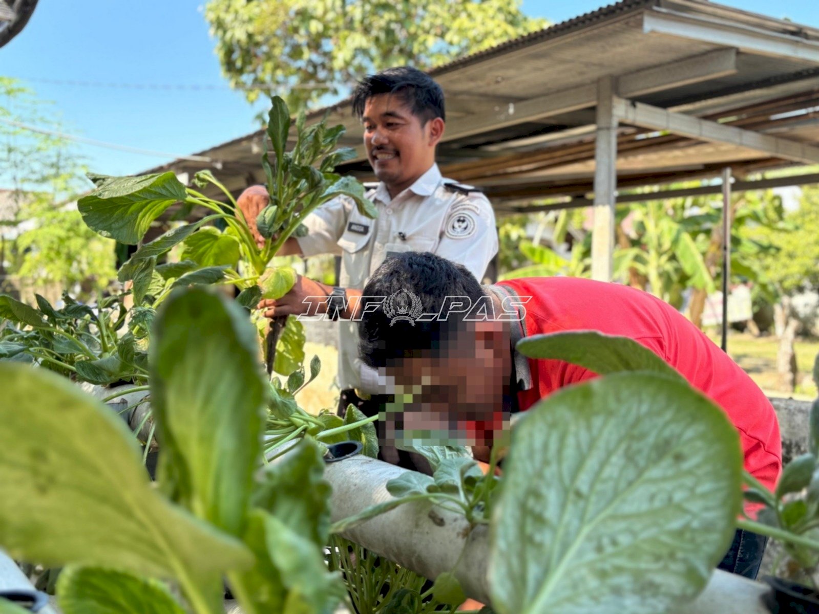 Panen Sawi Petugas bersama Warga Binaan, Rutan Rantau Optimalkan Lahan SAE untuk Pembinaan Kemandirian