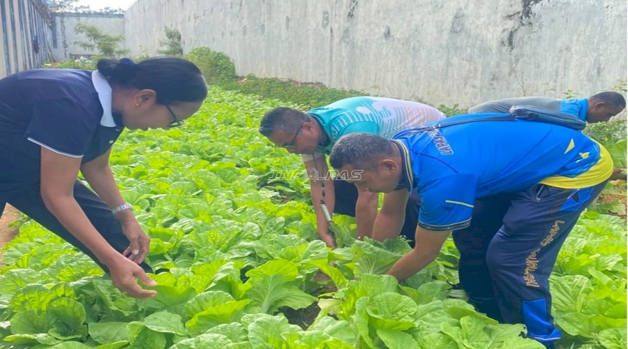 Lapas Saumlaki Panen Sawi, Wujud Nyata Pembinaan Kemandirian Warga Binaan