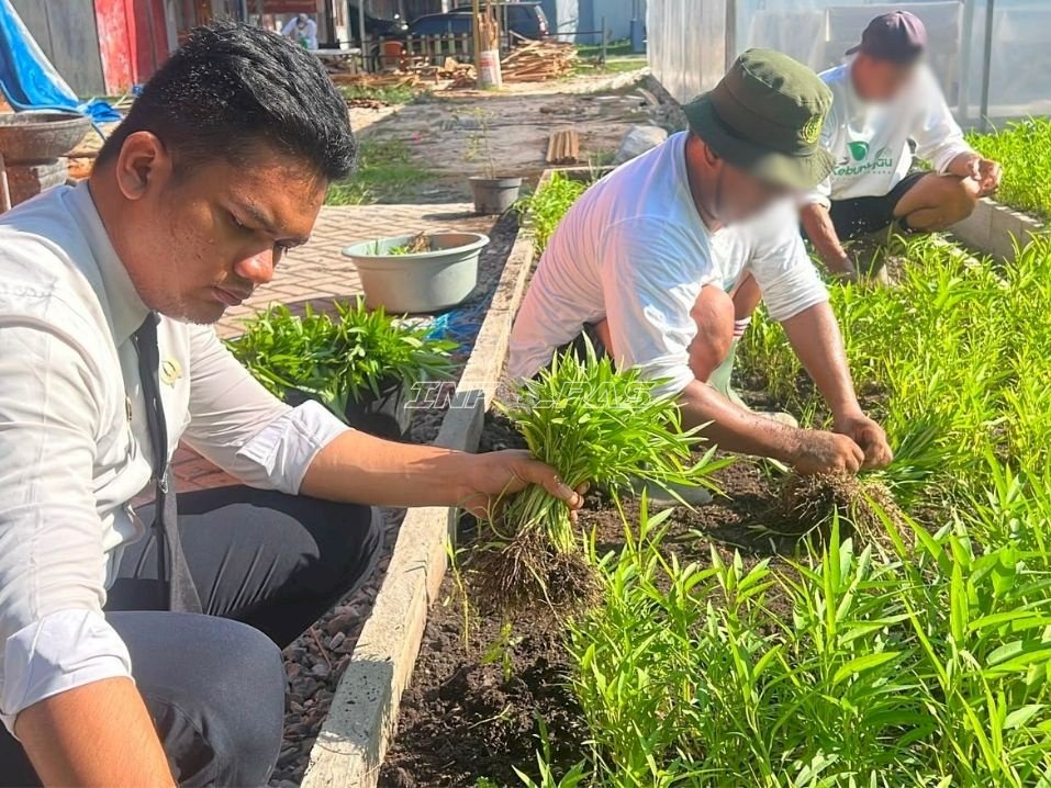 Lapas Banjarmasin Panen 40 Kilogram Kangkung di SAE 1