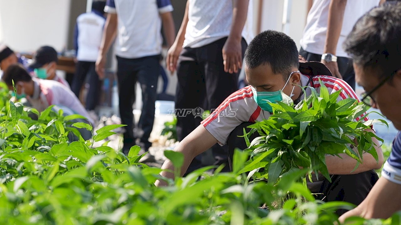 LPKA Martapura Panen 30 Kilogram Kangkung Hasil Budidaya Anak Binaan