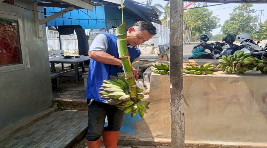 Warga Binaan Lapas Tanjung Panen 20 Sisir Pisang Hasil Pembinaan Kemandirian