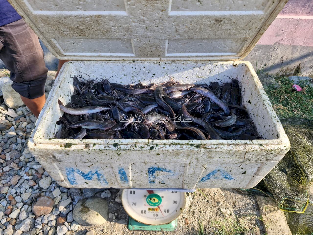 Rutan Donggala Panen 40 Kilogram Ikan Lele Hasil Budidaya Warga Binaan