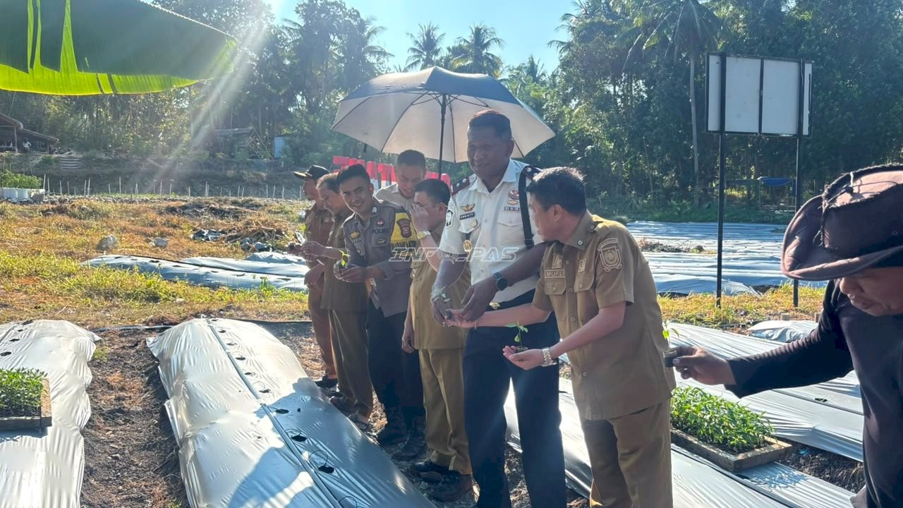 Kembangkan Lahan SAE, Rutan Majene Tanam 2.000 Pohon Cabai