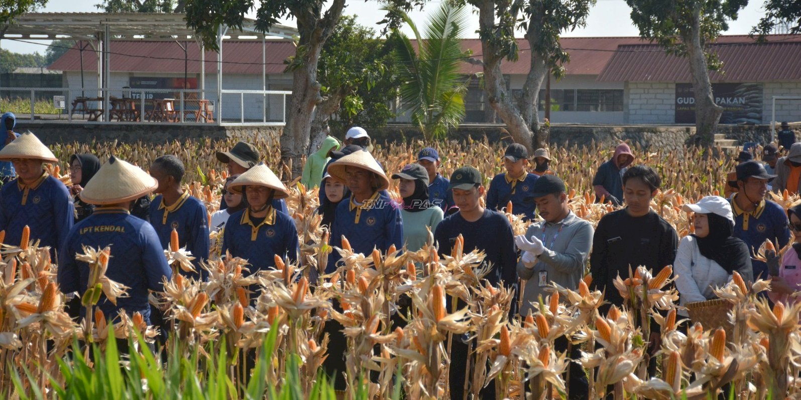 Panen Perdana Jagung Hibrida, Lapas Terbuka Kendal Raih Hasil Dua Ton