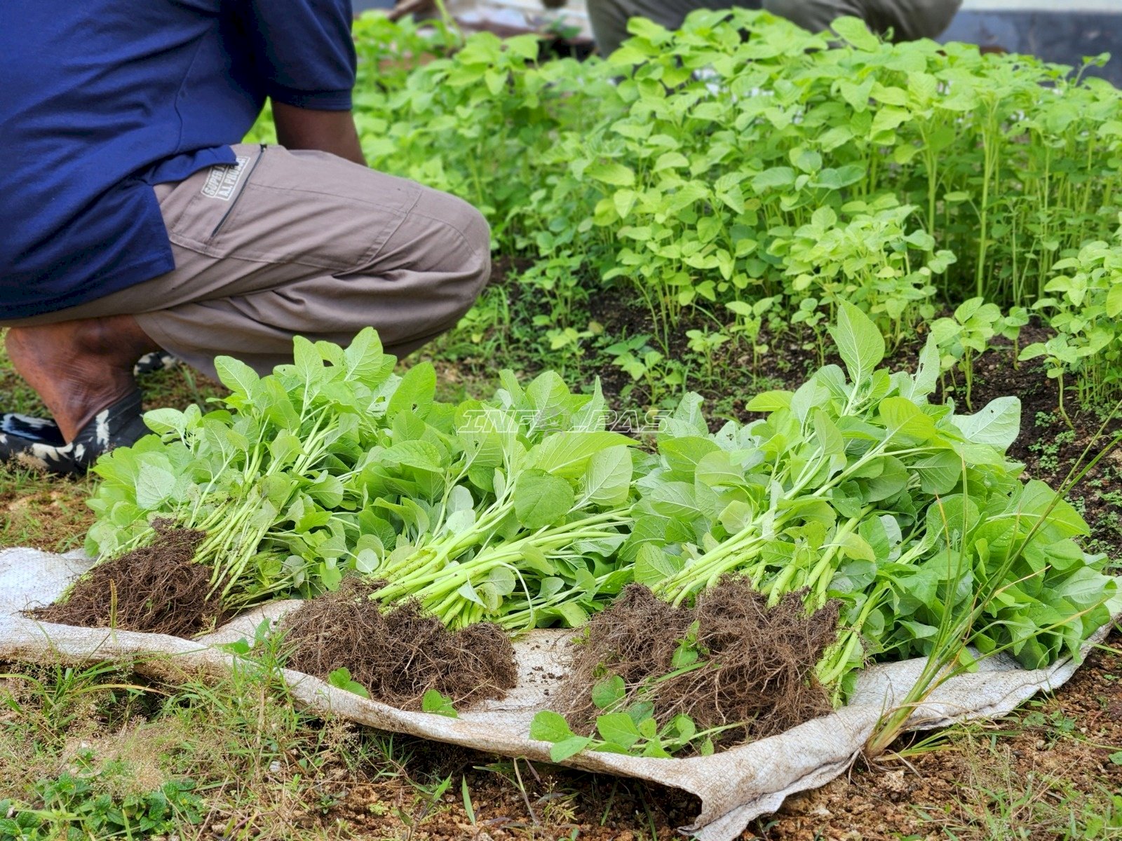 Warga Binaan Lapas Tual Panen 23 Kg Bayam Berkualitas dari Program Kegiatan Kerja