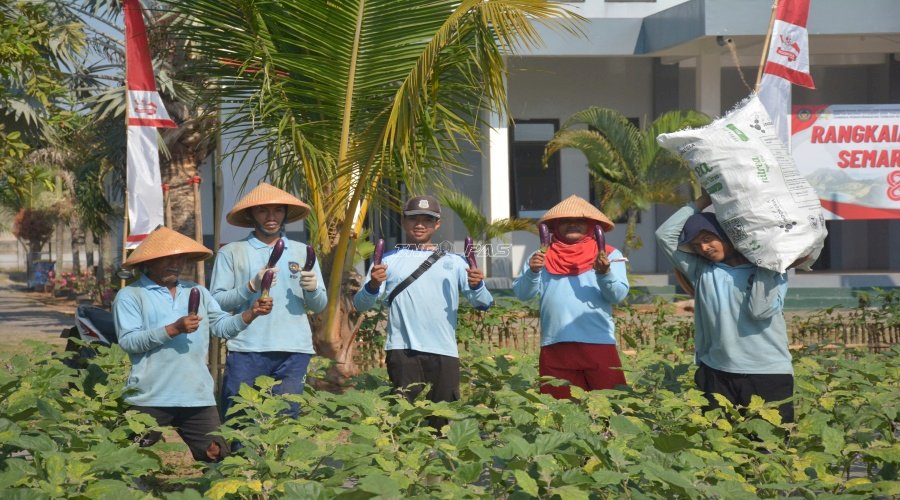 Tanaman Usia 49 Hari Mulai Produktif, Lapas Terbuka Kendal Panen Perdana Terung Ungu 