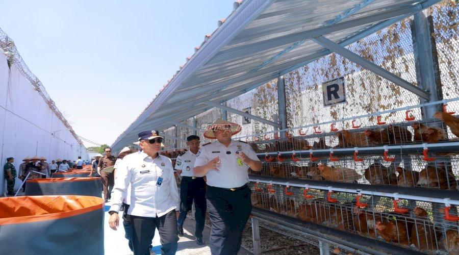 SAE Lapas Pemuda Madiun Kembangkan 1.000 Ayam Petelur, Peternakan Kambing, dan Kolam Lele