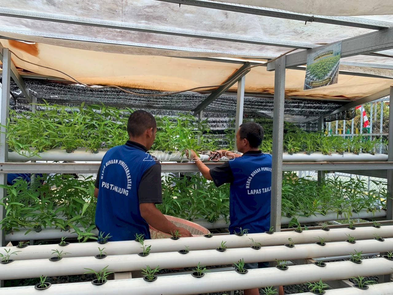 Lapas Tanjung Panen 15 Kilogram Kangkung, Perkuat Program Kemandirian Warga Binaan