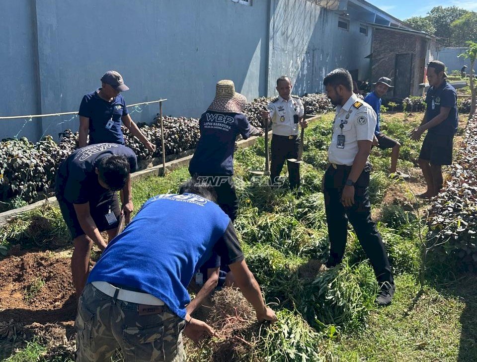 Ditanam dengan Tekun, Dipanen dengan Bangga, Lapas Narkotika Karang Intan Petik 13 Kg Ubi Jalar Merah