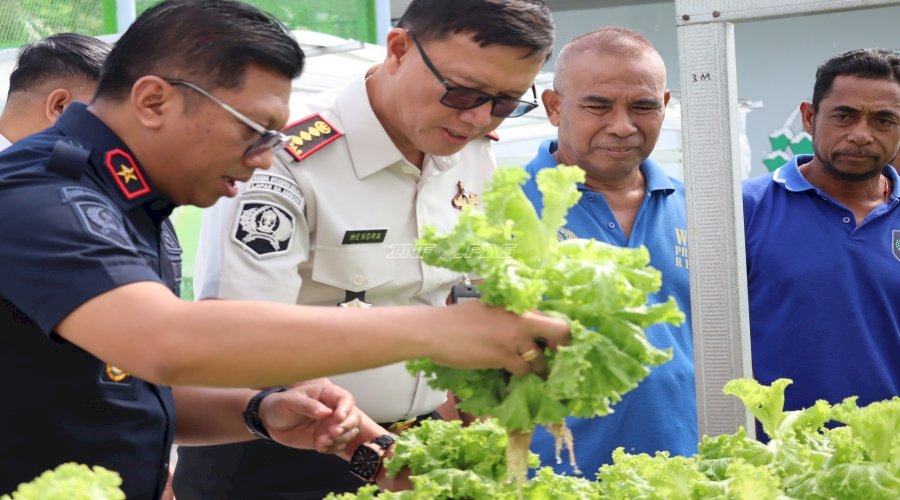 Panen 27 Ikat Selada Hidroponik, Lapas Ambon Dukung Kemandirian Pangan