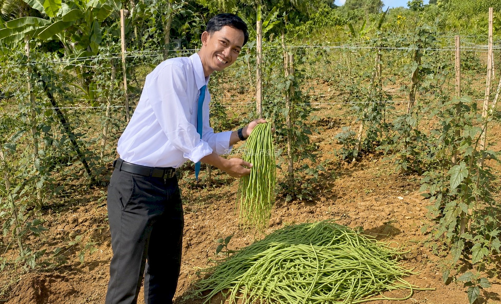 Panen 19 Kg Kacang Panjang, Warga Binaan Lapas Batulicin Dukung Dapur Sehat