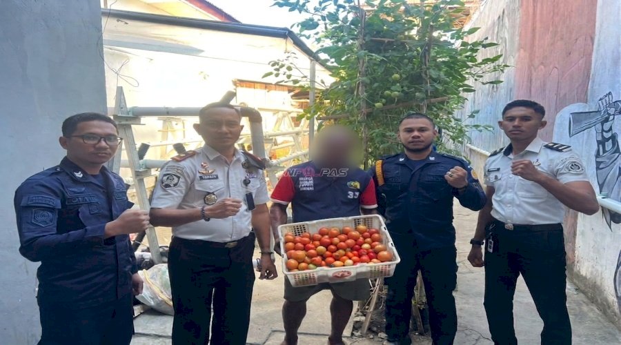 Berbuah Merah di Tengah Kemarau, Lapas Wahai Konsisten Panen Tomat