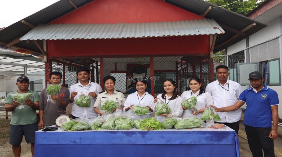 Selada Segar Hasil Pembinaan Warga Binaan Lapas Ambon Sukses Tembus Swalayan Modern
