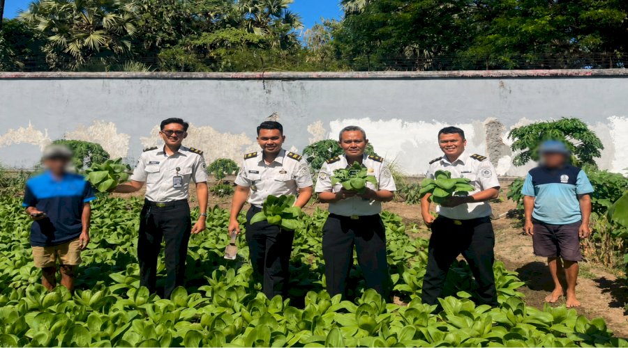 Panen 50 Kg Pakcoy, Lapas Takalar Komitmen Perkuat Ketahanan Pangan