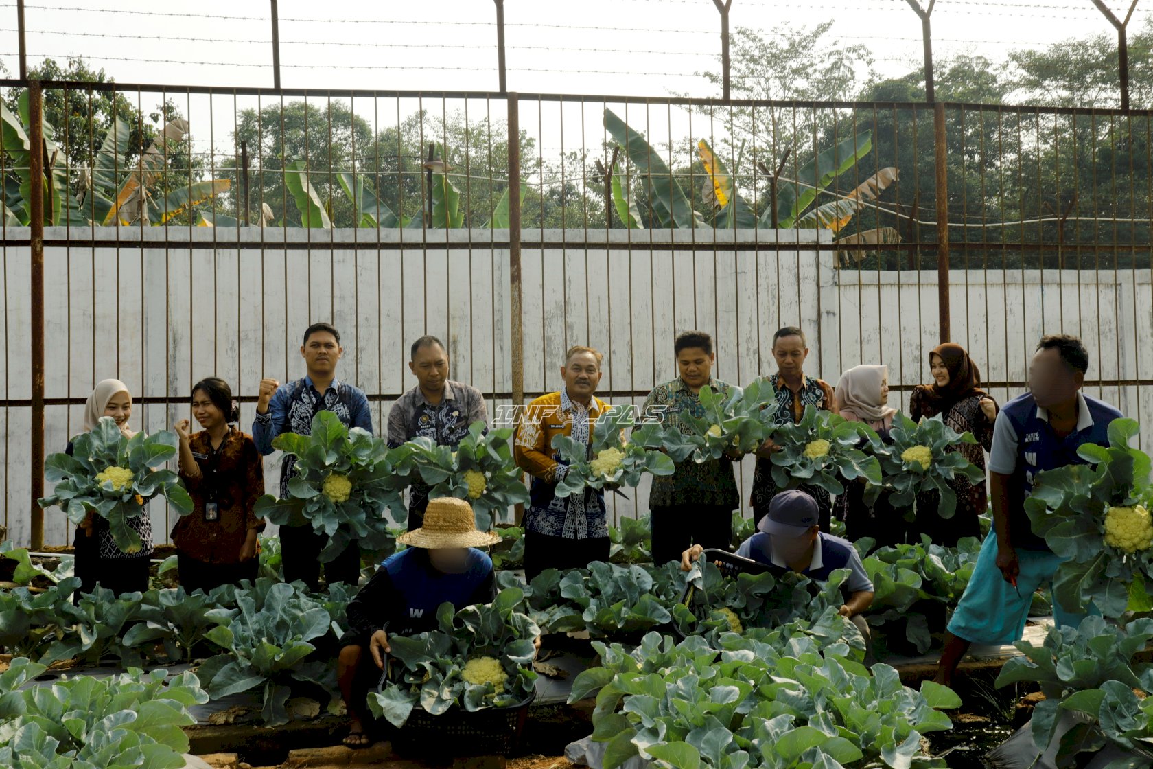 Lapas Tanjung Panen 30 Kilogram Kembang Kol Hasil Program Pembinaan Kemandirian