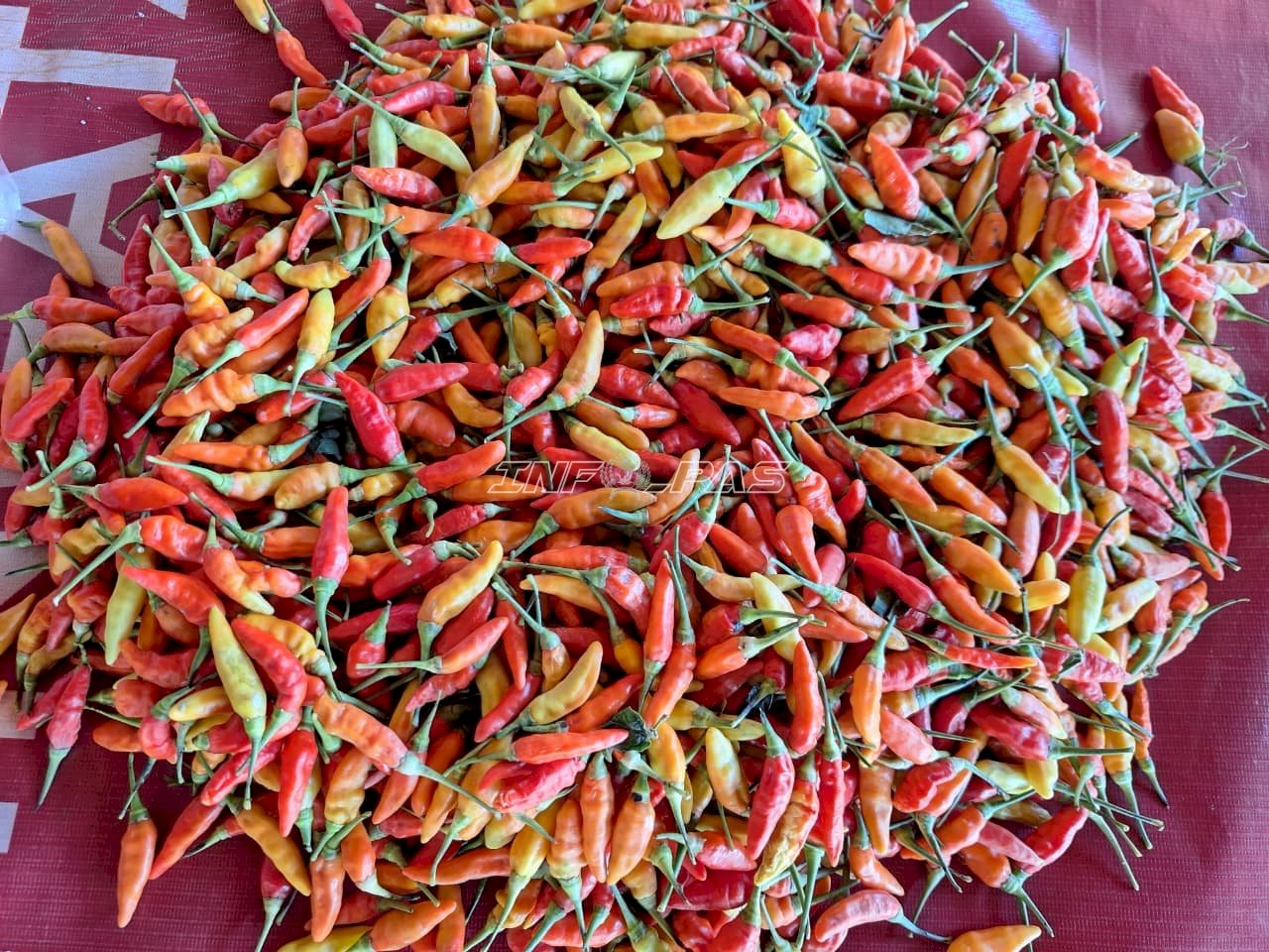 Produktif di Kebun SAE, Warga Binaan Rutan Pelaihari Panen 4 Kg Cabai