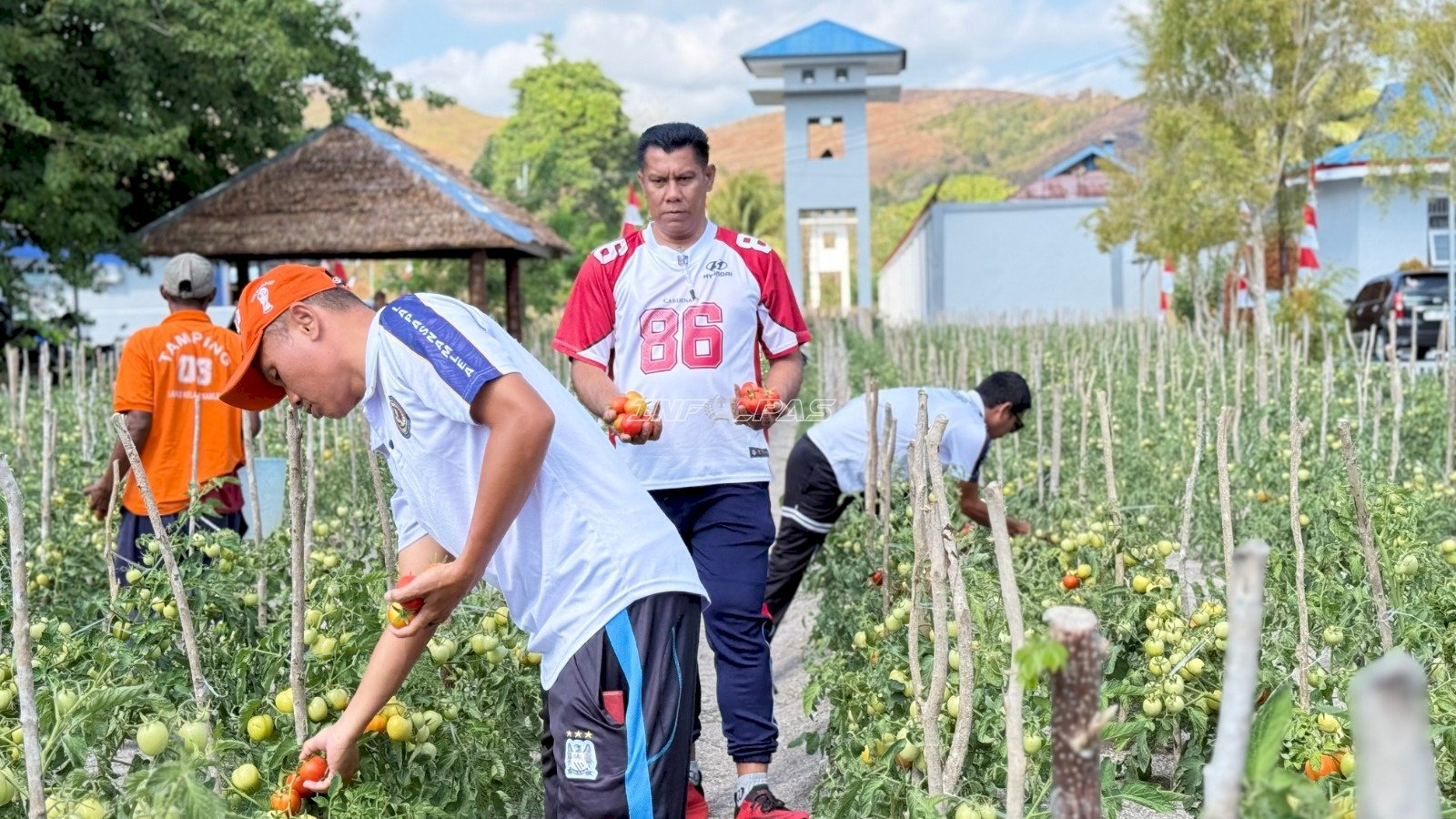 Produktivitas Terjaga, Warga Binaan Lapas Namlea Kembali Panen Puluhan Kg Tomat