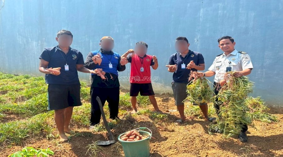 Panen 15 Kg Ubi Jalar, Lapas Narkotika Karang Intan Wujudkan Hasil Nyata Pembinaan Kemandirian
