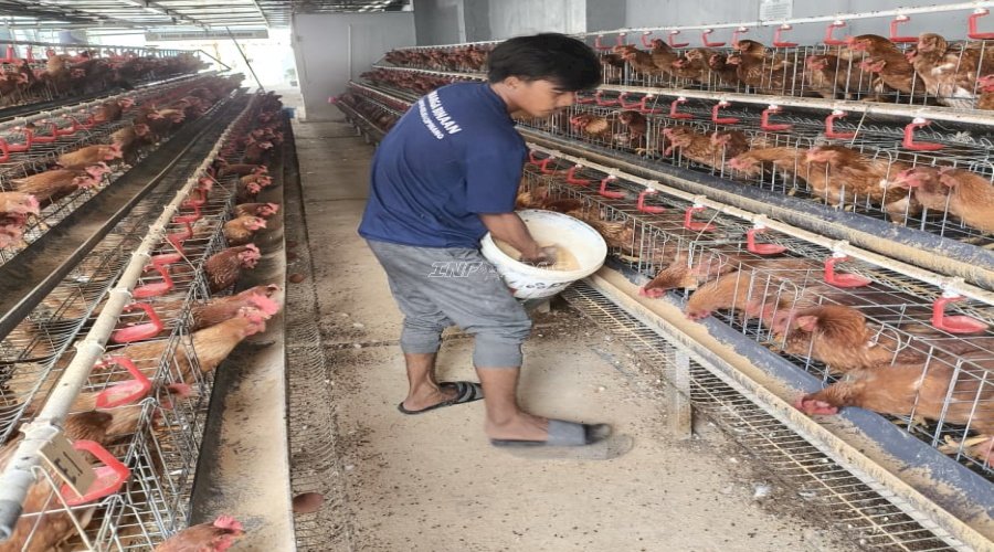 Panen Ratusan Telur per Hari, Lapas Kelas I Cipinang Bangun Pembinaan Produktif dan Dukung Ketahanan Pangan