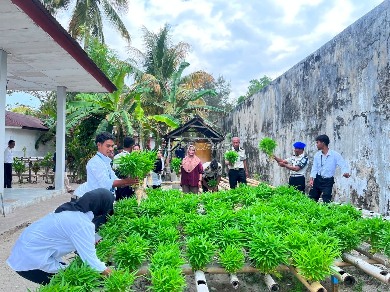 Dukung Ketahanan Pangan, Lapas Geser Panen 90 Ikat Kangkung Hidroponik Modifikasi