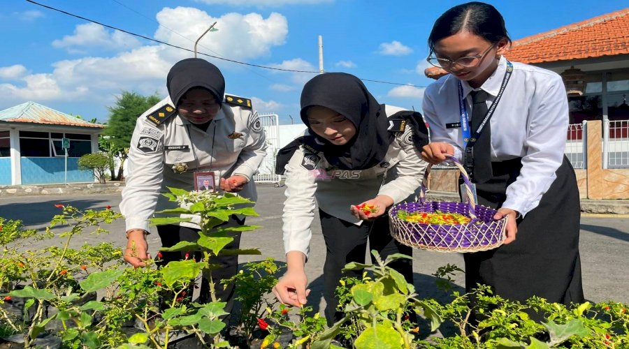 Panen Cabai Rawit dari Polybag, Wujud Produktivitas Lapas Surabaya