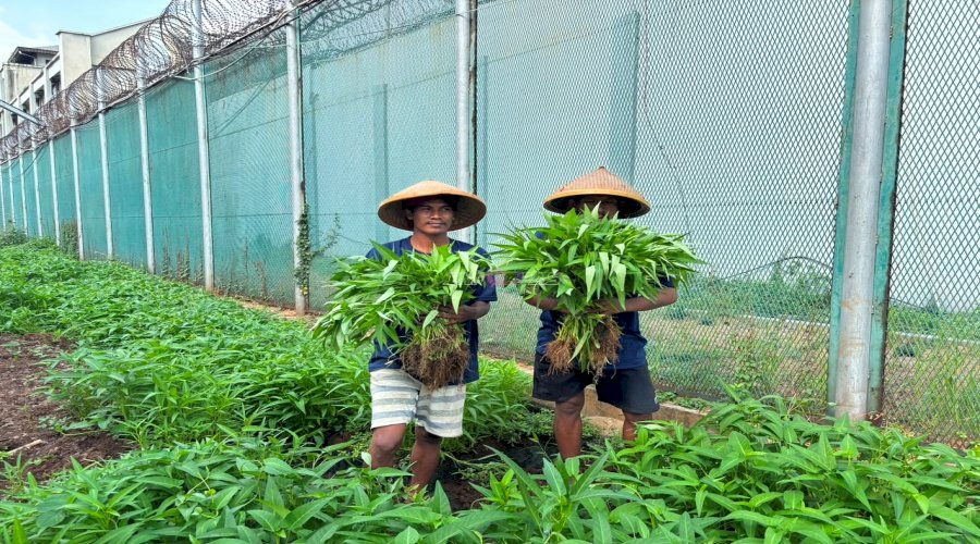 Mitra Bama Lapas Kelas I Cipinang Apresiasi Kualitas Hasil Panen Warga Binaan, Fresh dan Tak Kalah dari Pasaran