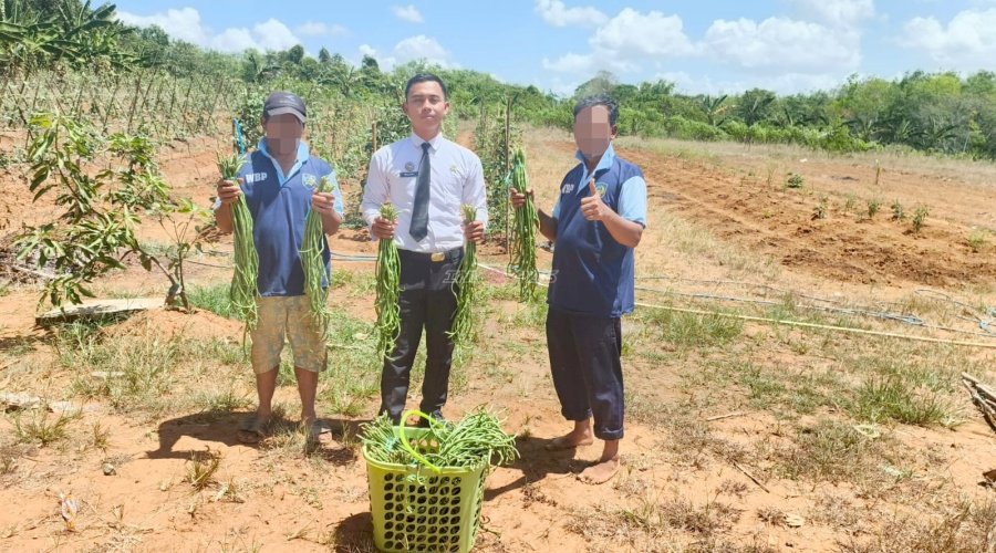 Kebun Pembinaan Berbuah Hasil, Warga Binaan Lapas Batulicin Petik 13 Kg Kacang Panjang
