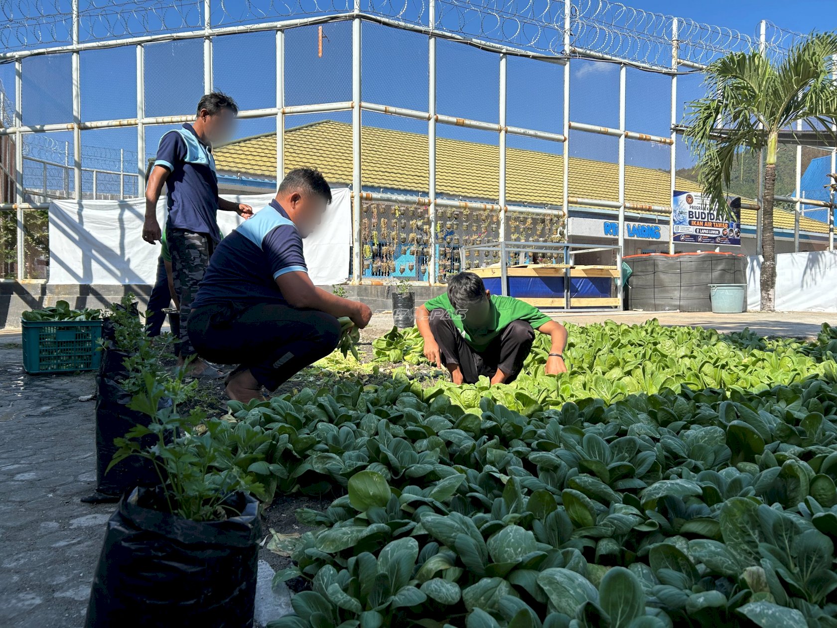 Lapas Luwuk Kembangkan Pertanian, Panen 25 Kg Pakcoy dari Lahan Terbatas
