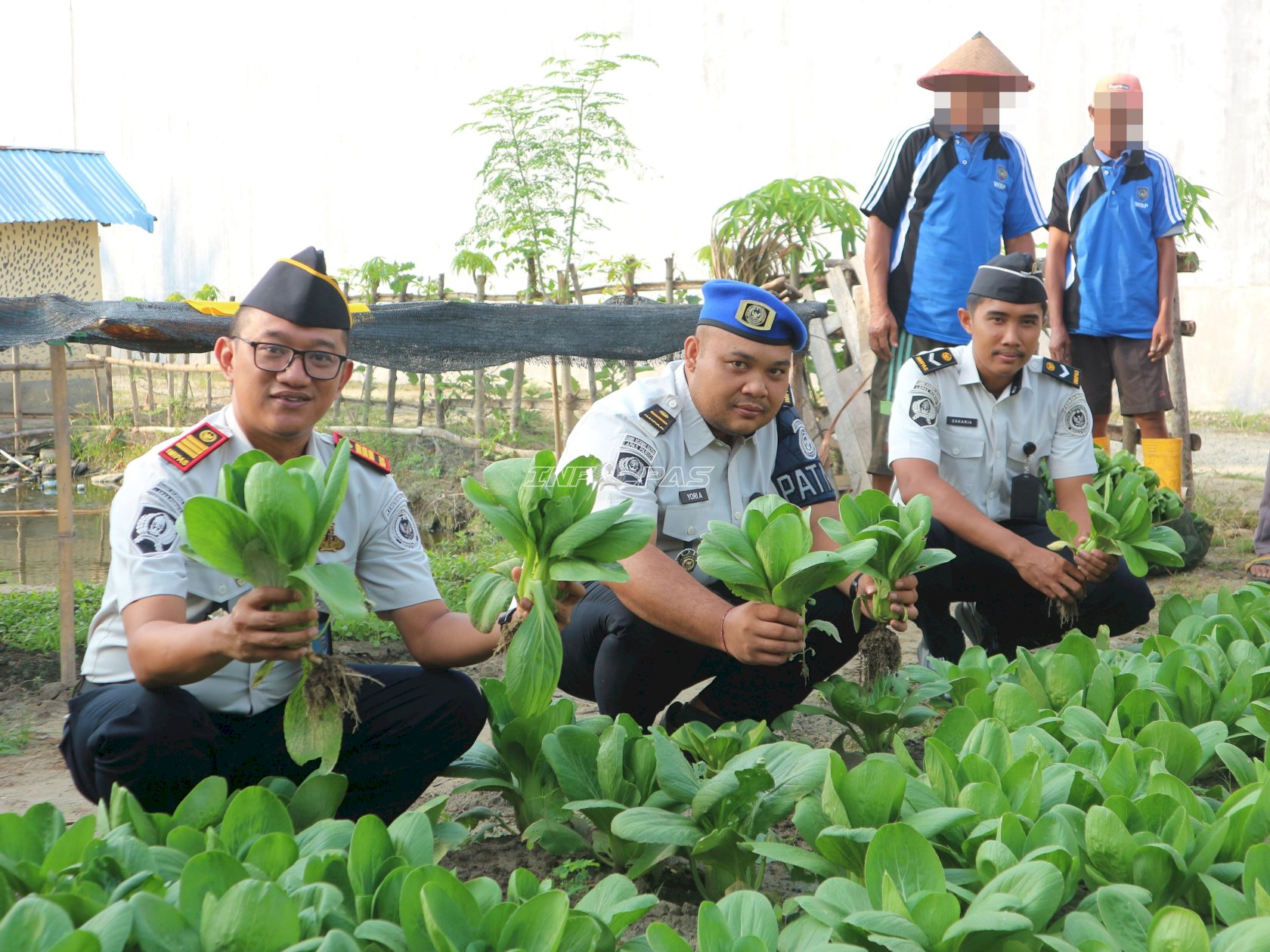 Program Pembinaan Berbuah Hasil, Lapas Parigi Panen 75 Ikat Pakcoy dan 23 Kilogram Terong