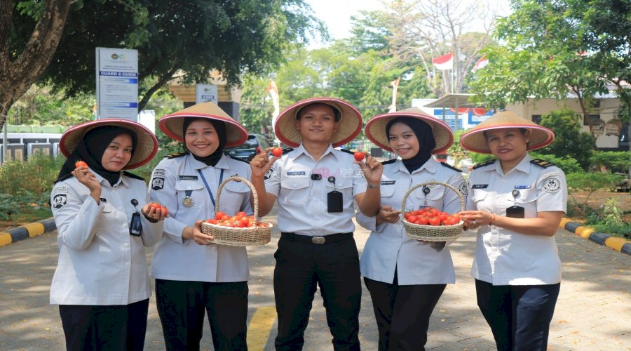 Budidaya Berhasil, Panen Tomat di Lapas Pemuda Madiun Dukung Ketahanan Pangan