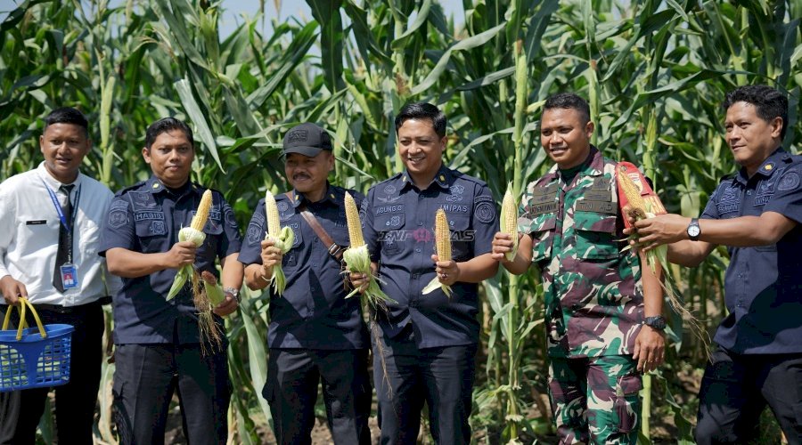 Tak Hanya Jagung Manis, Lapas Kelas I Surabaya Panen Jagung Pulut di SAE 36