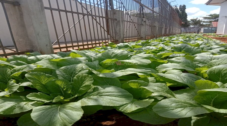 Rutan Pelaihari Panen 100 Ikat Sawi dari Lahan Brandgang 
