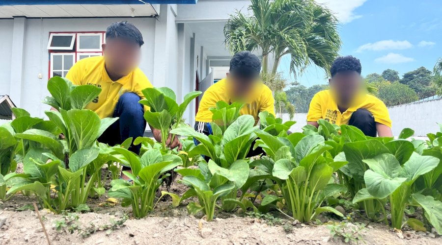 Hasil Nyata Ketahanan Pangan, Warga Binaan Lapas Namlea Panen 50 Ikat Sawit