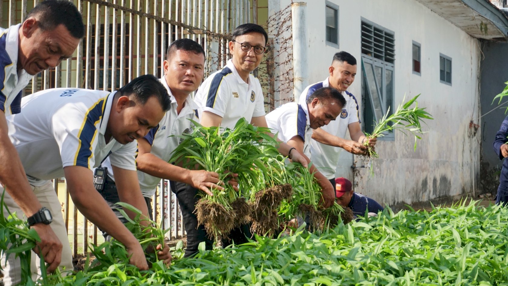 Dari Brandgang untuk Ketahanan Pangan, Lapas Tanjungpandan Panen 75 Kilogram Sayuran