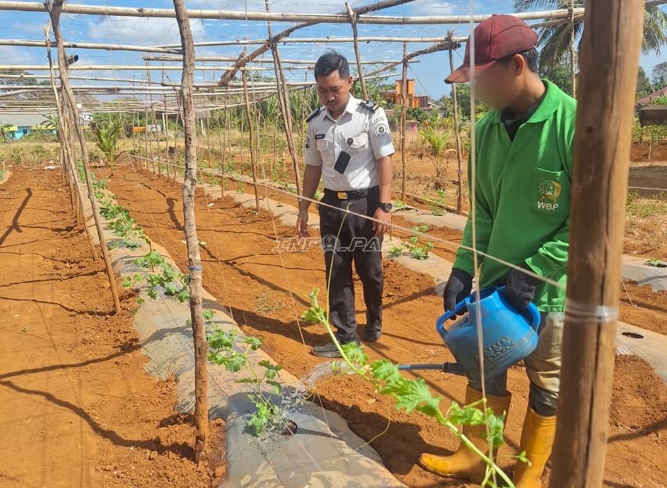 Hadapi Musim Kering, Rutan Pelaihari Intensifkan Perawatan Timun dan Pare