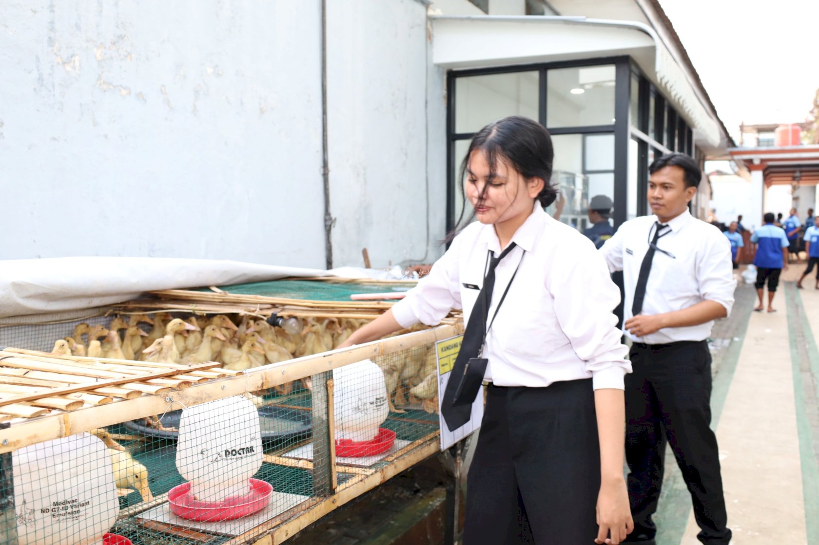 Konsisten Dukung Ketahanan Pangan, Lapas Mojokerto Pindahkan 200 Itik ke Kandang Pembesaran
