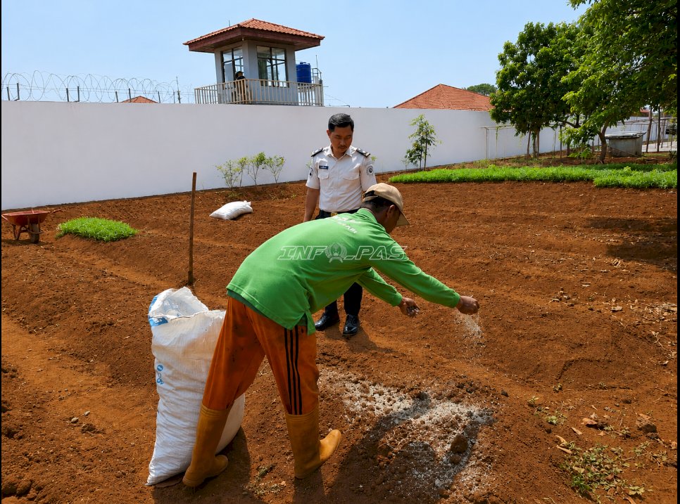 Dari Bibit Sawi, Warga Binaan Rutan Pelaihari Belajar tentang Proses dan Ketekunan