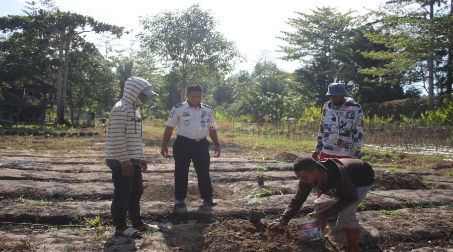 Tingkatkan Produktivitas Warga Binaan, Lapas Piru Tanam 100 Pohon Pepaya California