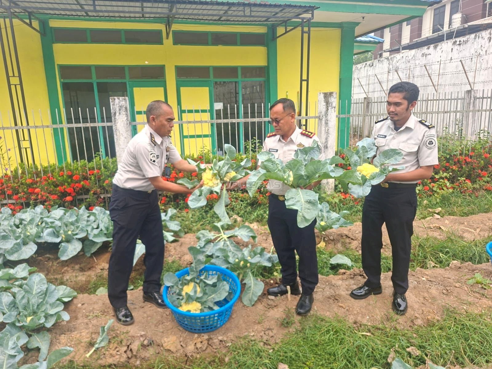 Rutan Barabai Panen 20 Kg Kembang Kol dan 6,5 Kg Tomat, Dorong Kemandirian Warga Binaan
