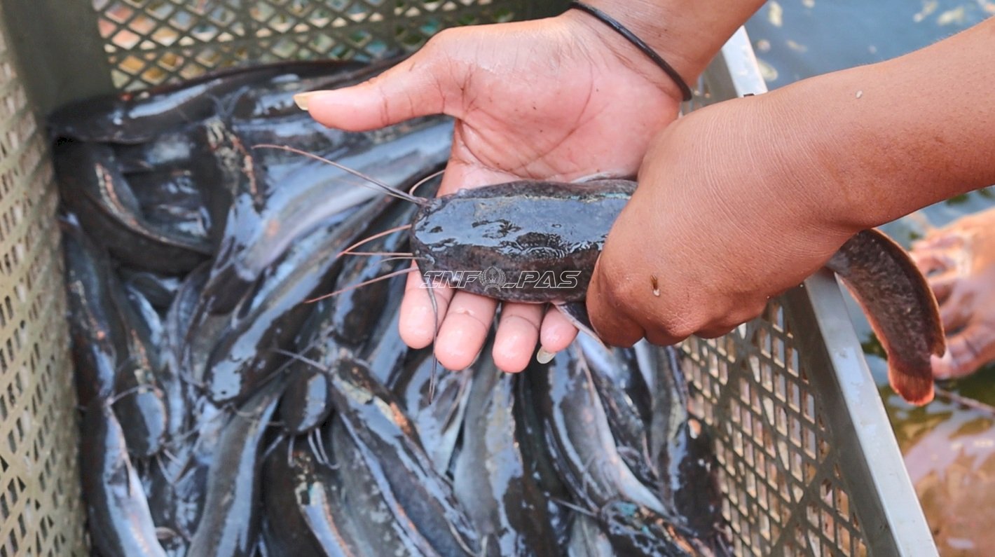 Pembinaan Kemandirian, Lapas Batulicin Panen 50 Kg Kangkung dan 51 Kg Lele