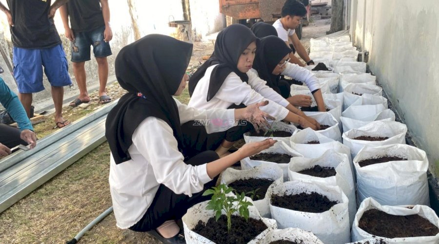 Maksimalkan Pemanfaatan Lahan Produktif, Rutan Majene Tanam Cabai bersama Warga Binaan dan Peserta Magang