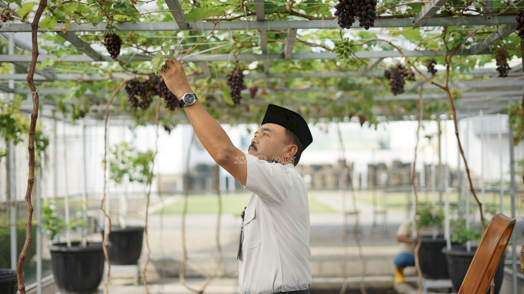 Panen Anggur di Lapas Surabaya, Buah Manis dari Program Pembinaan