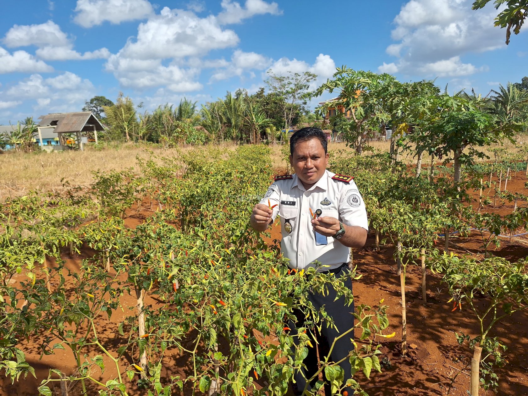 Panen 3,2 Kilogram Cabai, Rutan Pelaihari Dorong Kemandirian Pangan dari Kebun SAE