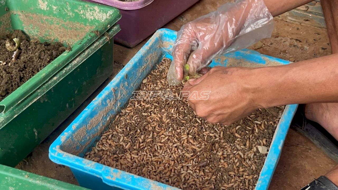 Lapas Batulicin Kembangkan Budidaya Maggot BSF, Siapkan Pupa sebagai Calon Indukan