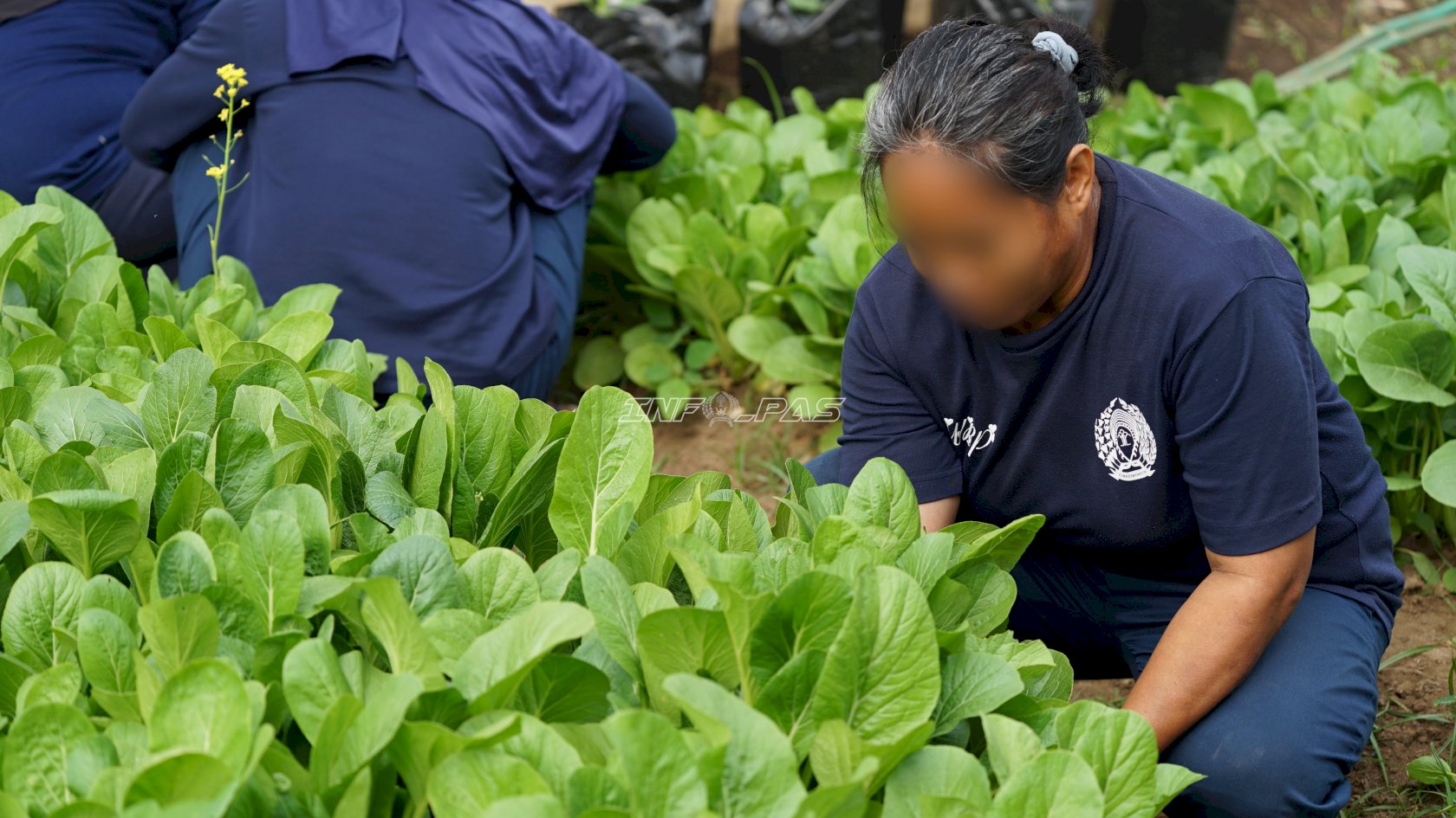 Panen 25 Kg Sawi, Warga Binaan Lapas Perempuan Malang Terima Premi